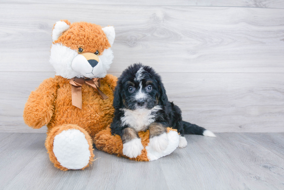 Happy Mini Bernedoodle Baby