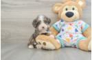 Mini Bernedoodle Pup Being Cute