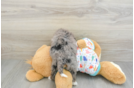 Mini Bernedoodle Pup Being Cute