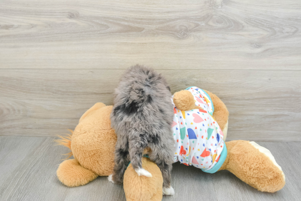 Mini Bernedoodle Pup Being Cute