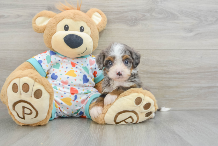 Best Mini Bernedoodle Baby