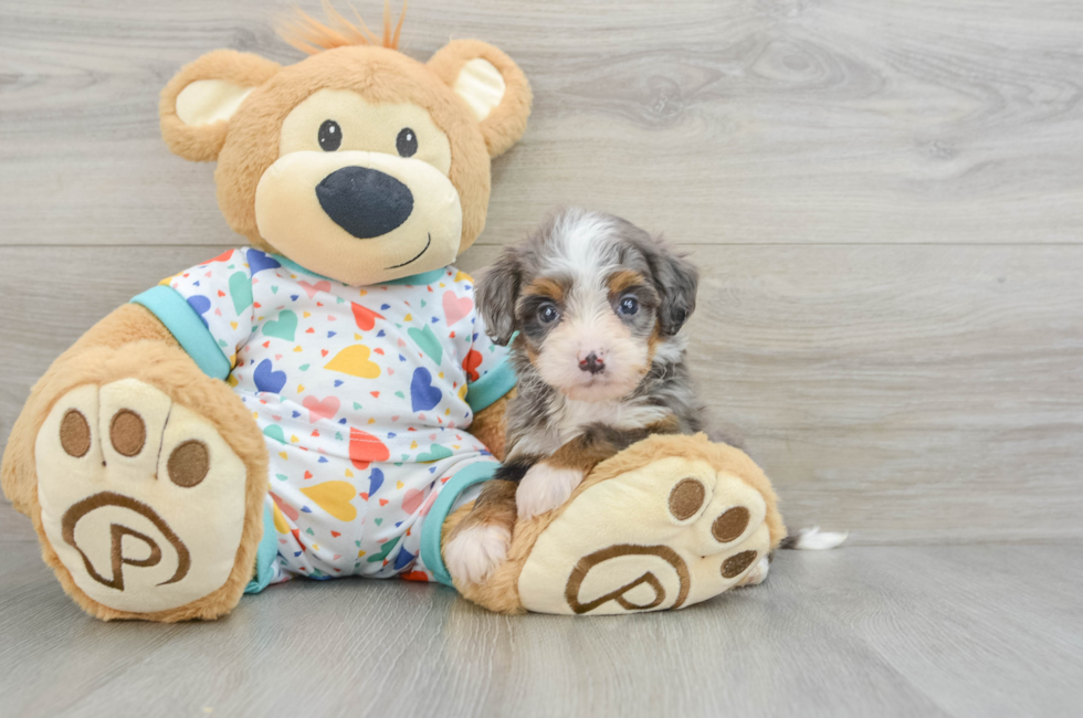 8 week old Mini Bernedoodle Puppy For Sale - Premier Pups