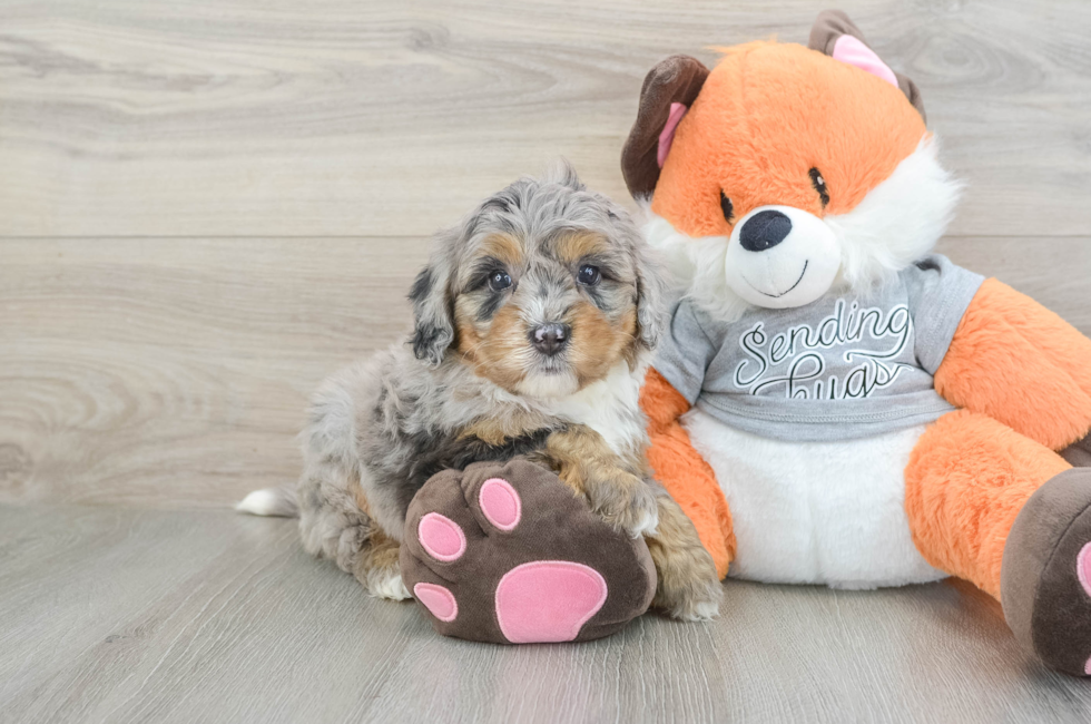 6 week old Mini Bernedoodle Puppy For Sale - Premier Pups