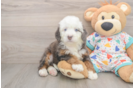 Best Mini Bernedoodle Baby