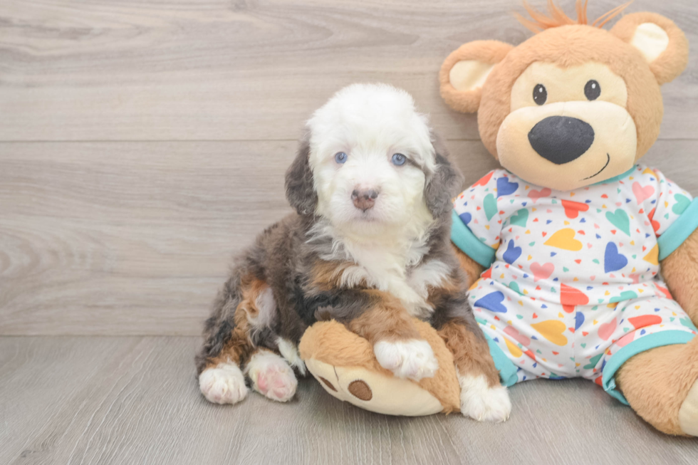 Best Mini Bernedoodle Baby