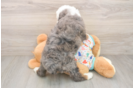 Funny Mini Bernedoodle Poodle Mix Pup