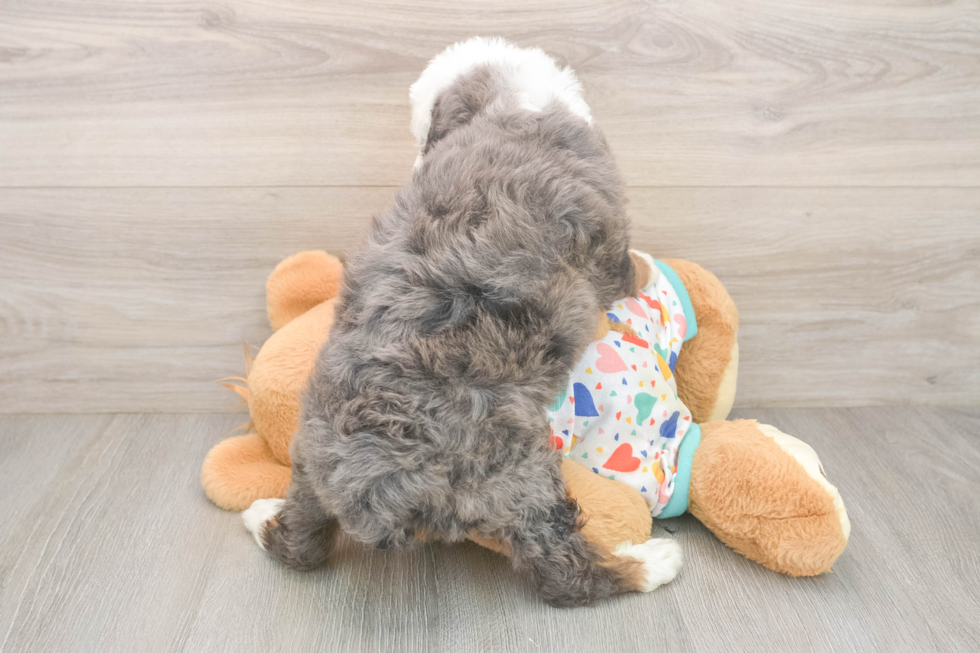 Funny Mini Bernedoodle Poodle Mix Pup