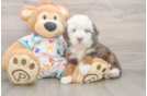 Friendly Mini Bernedoodle Baby