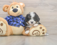 5 week old Mini Bernedoodle Puppy For Sale - Premier Pups