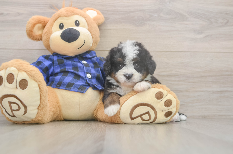 5 week old Mini Bernedoodle Puppy For Sale - Premier Pups