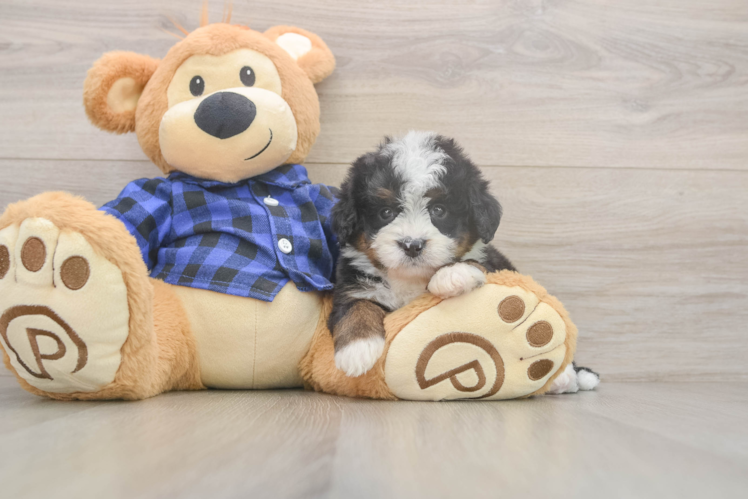 Meet Lunetta - our Mini Bernedoodle Puppy Photo  1/3 - Premier Pups Popular Mini Bernedoodle Poodle Mix Pup