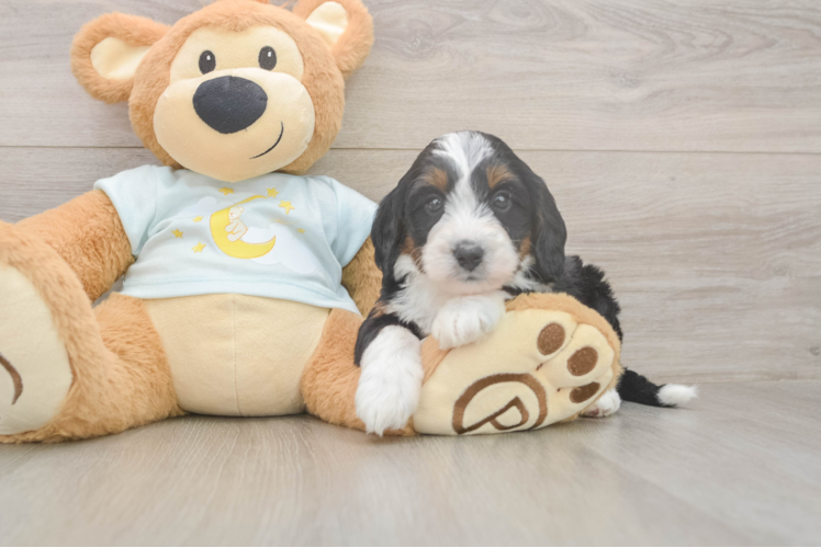 Funny Mini Bernedoodle Poodle Mix Pup
