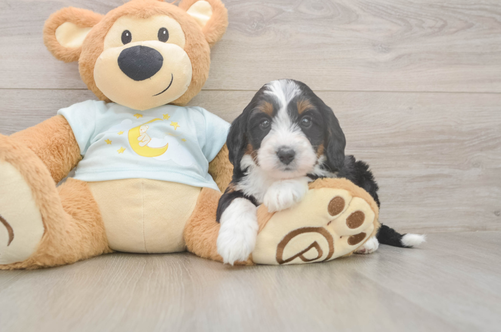 5 week old Mini Bernedoodle Puppy For Sale - Premier Pups