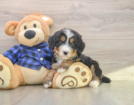 7 week old Mini Bernedoodle Puppy For Sale - Premier Pups