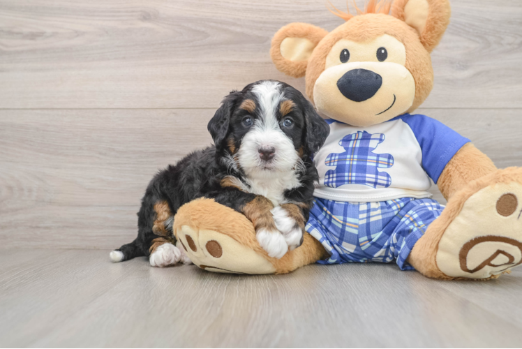 Cute Mini Bernedoodle Baby