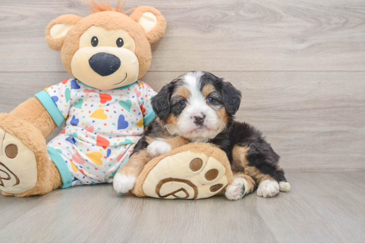 Best Mini Bernedoodle Baby