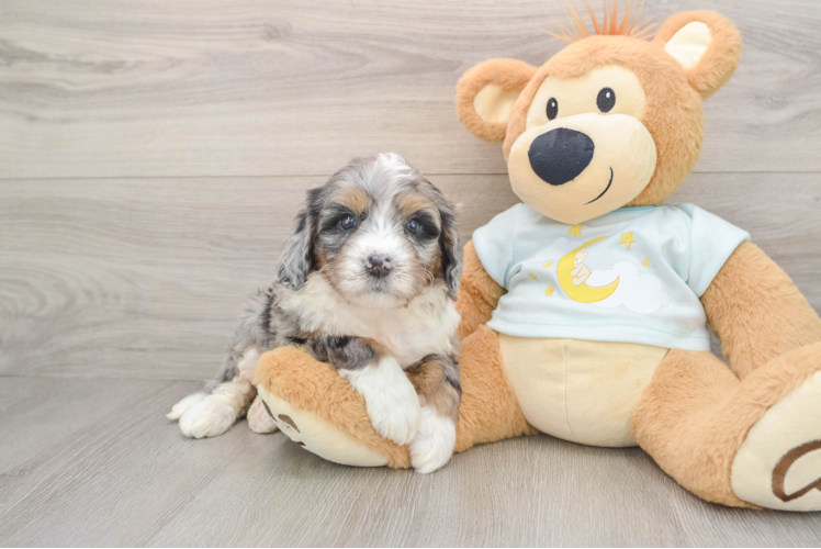 Hypoallergenic Mini Bernesedoodle Poodle Mix Puppy