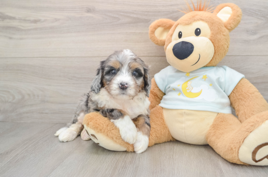Hypoallergenic Mini Bernesedoodle Poodle Mix Puppy