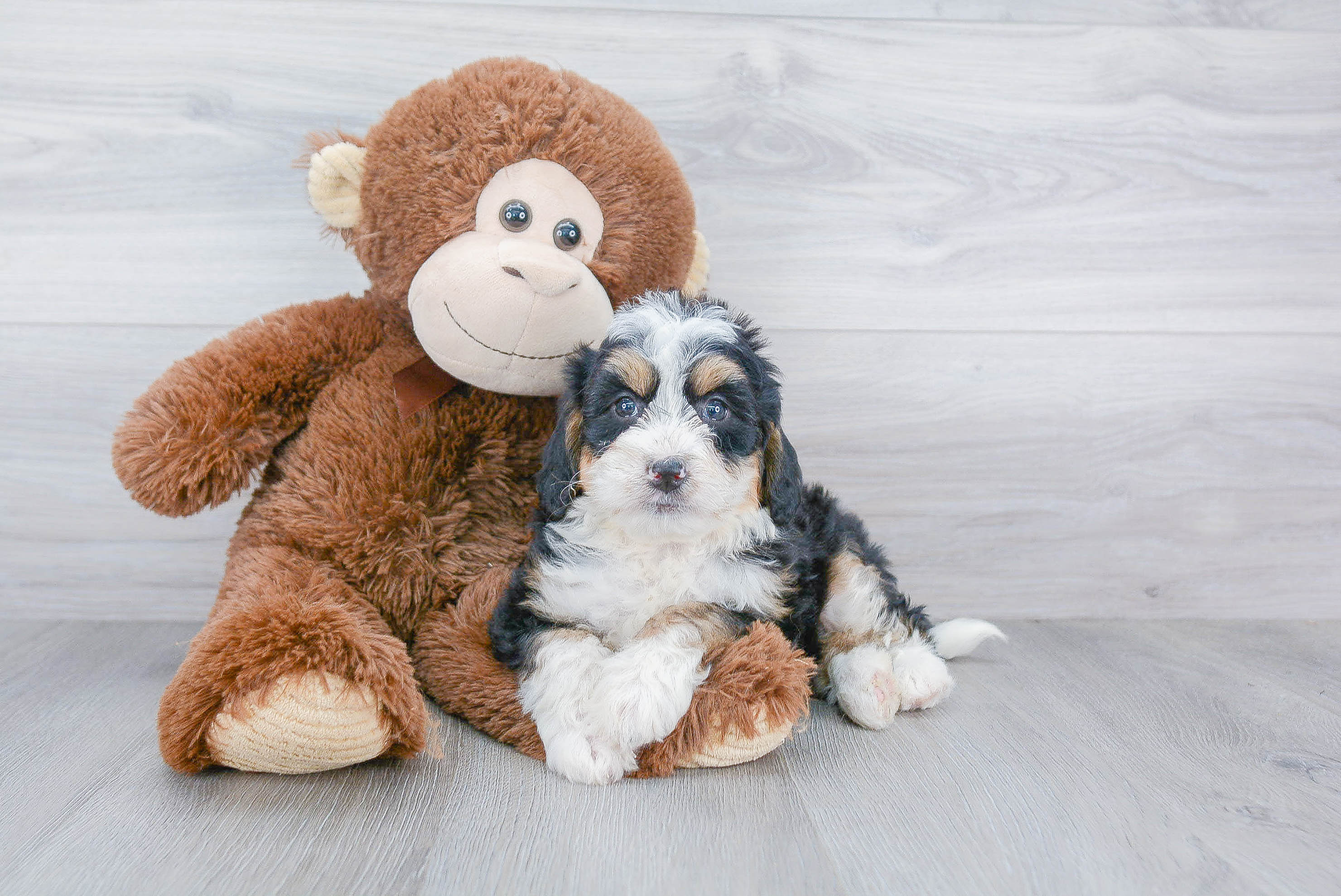 Petite Mini Bernedoodle Poodle Mix Pup
