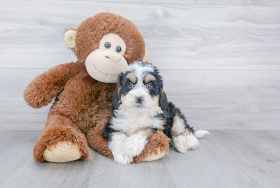 Petite Mini Bernedoodle Poodle Mix Pup