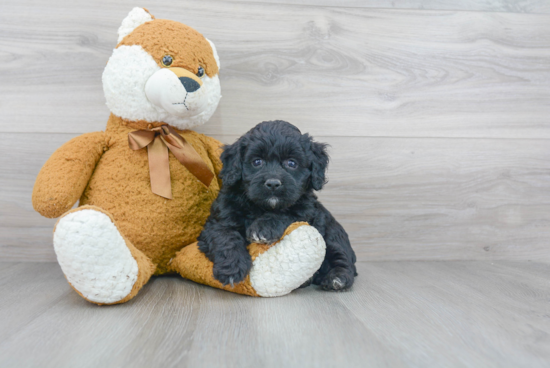 Happy Mini Bernedoodle Baby