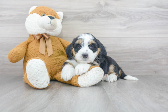 Mini Bernedoodle Pup Being Cute