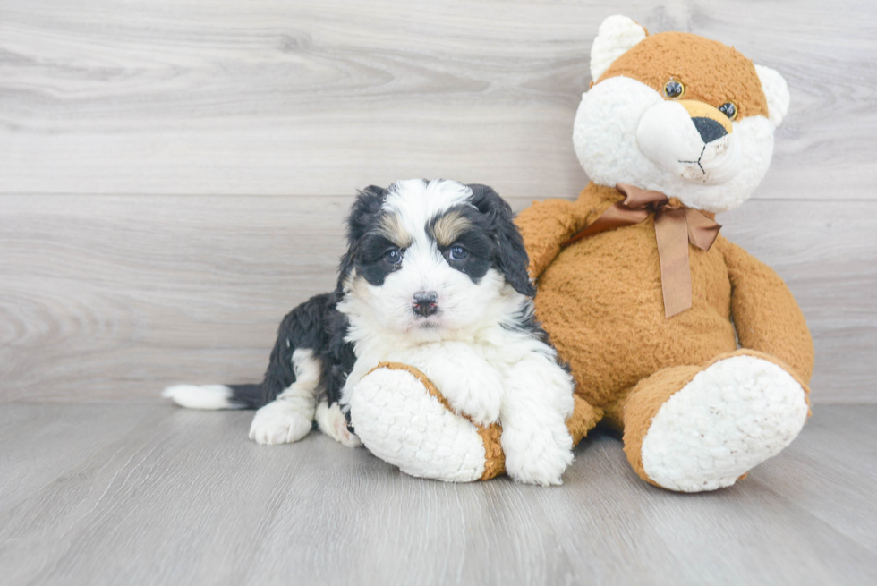 Energetic Mini Berniedoodle Poodle Mix Puppy