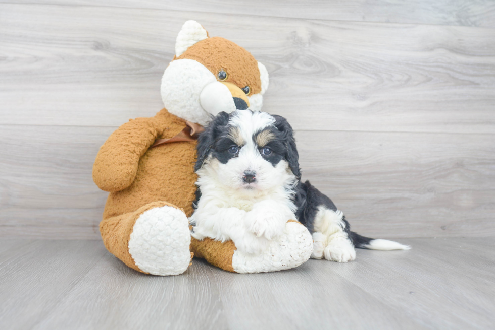 Best Mini Bernedoodle Baby