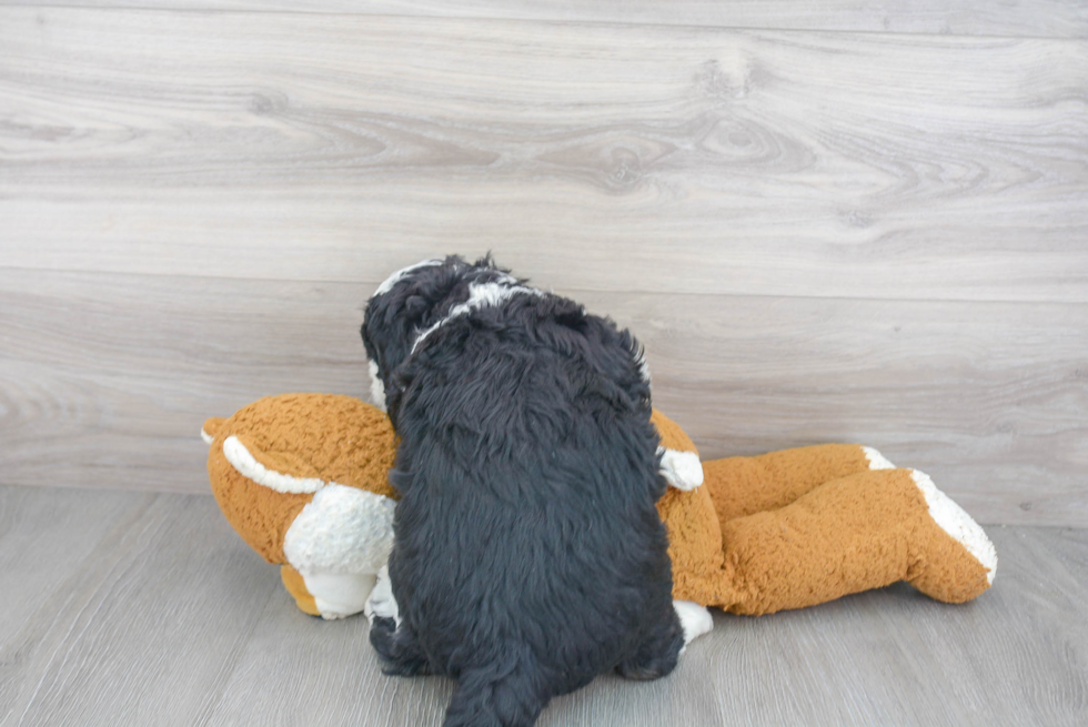 Mini Bernedoodle Pup Being Cute