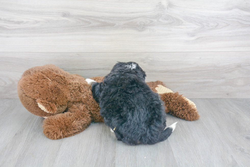 Smart Mini Bernedoodle Poodle Mix Pup