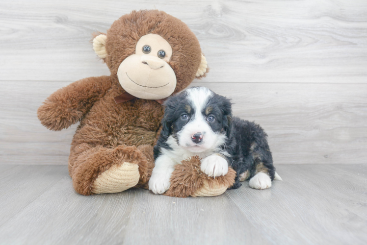 Adorable Bernadoodle Poodle Mix Puppy