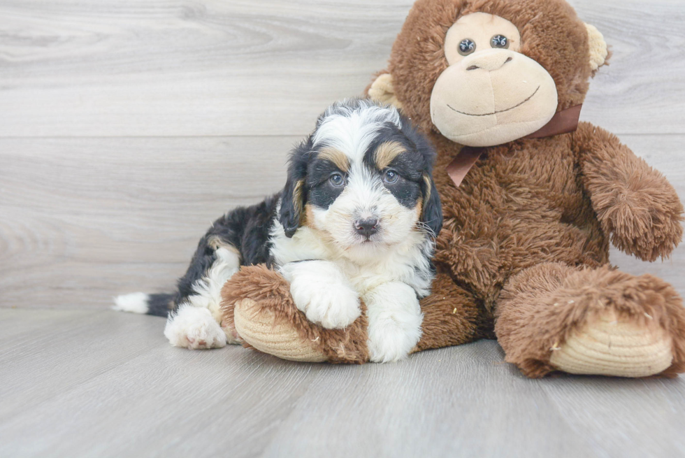 Mini Bernedoodle Pup Being Cute