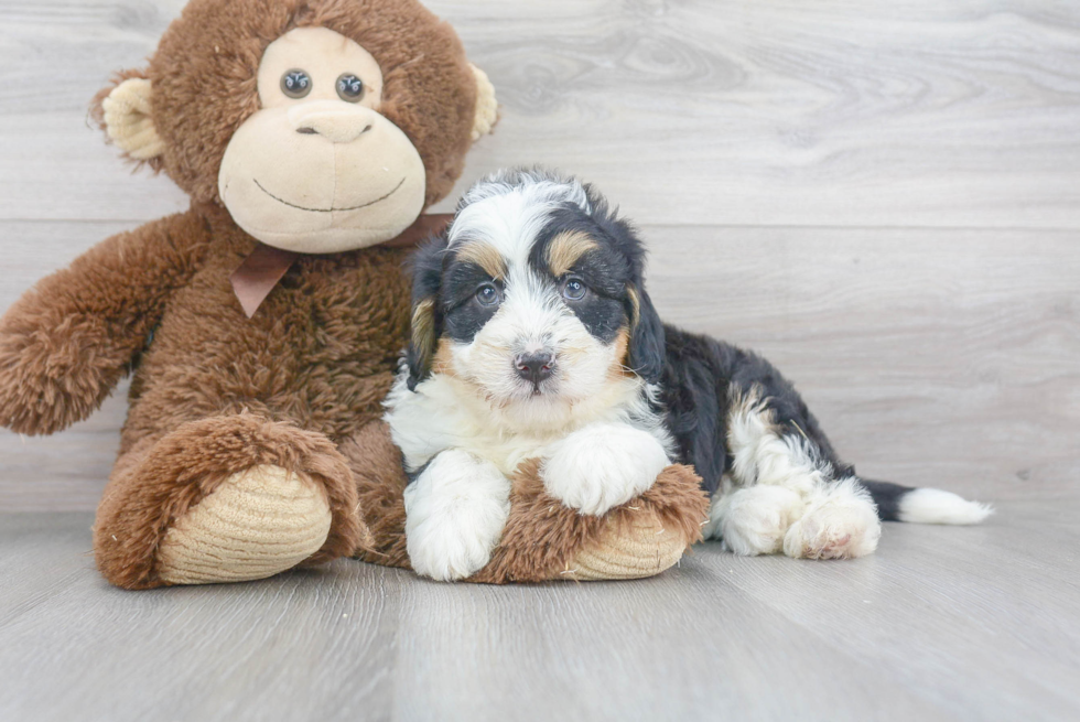 Adorable Bernadoodle Poodle Mix Puppy