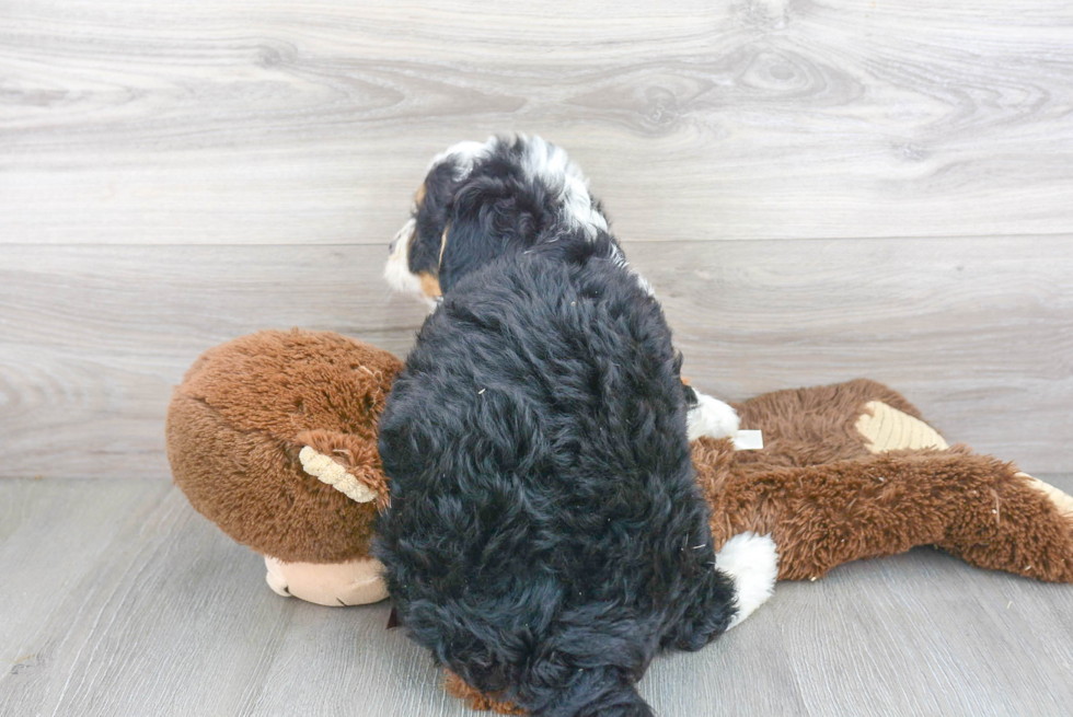 Playful Mini Berniedoodle Poodle Mix Puppy