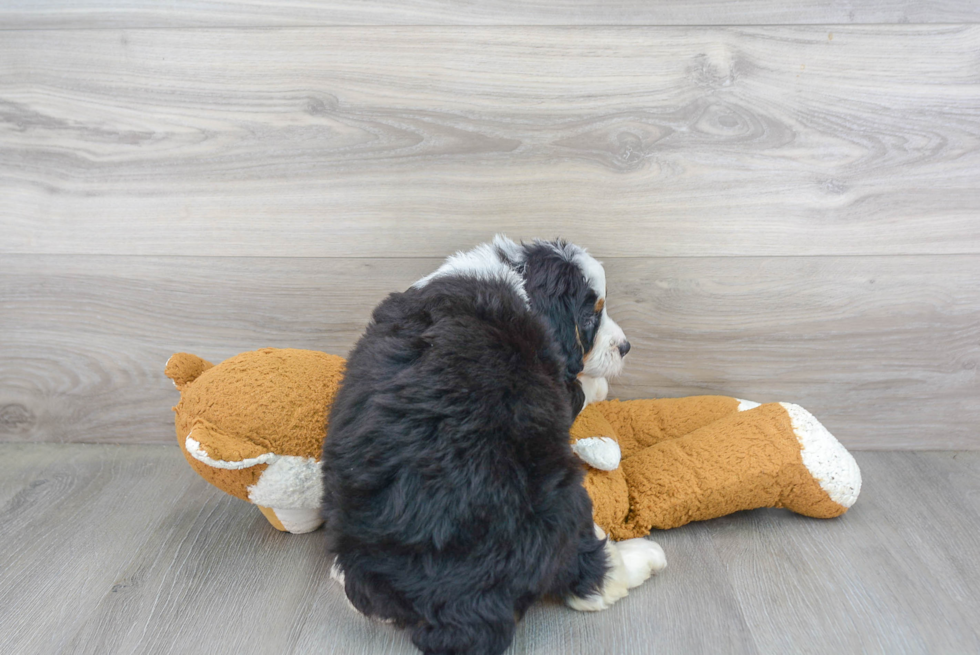 Petite Mini Bernedoodle Poodle Mix Pup