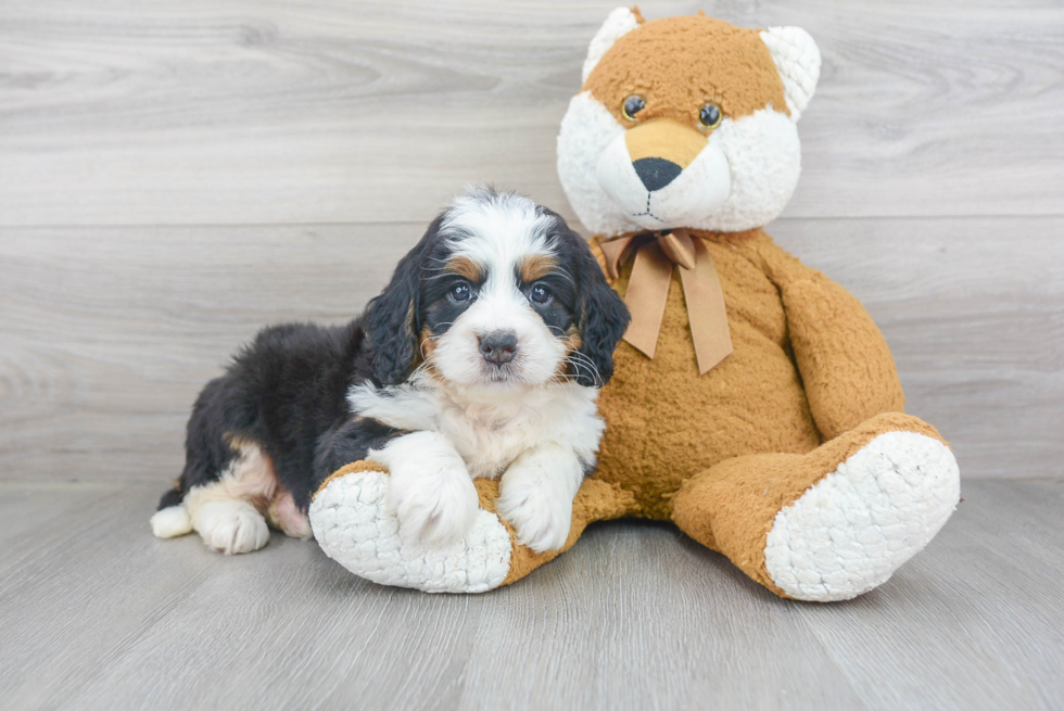 Mini Bernedoodle Puppy for Adoption