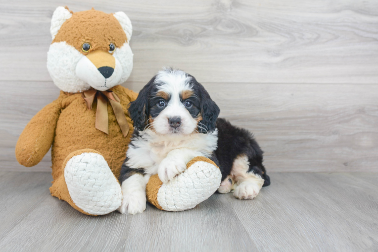 Fluffy Mini Bernedoodle Poodle Mix Pup