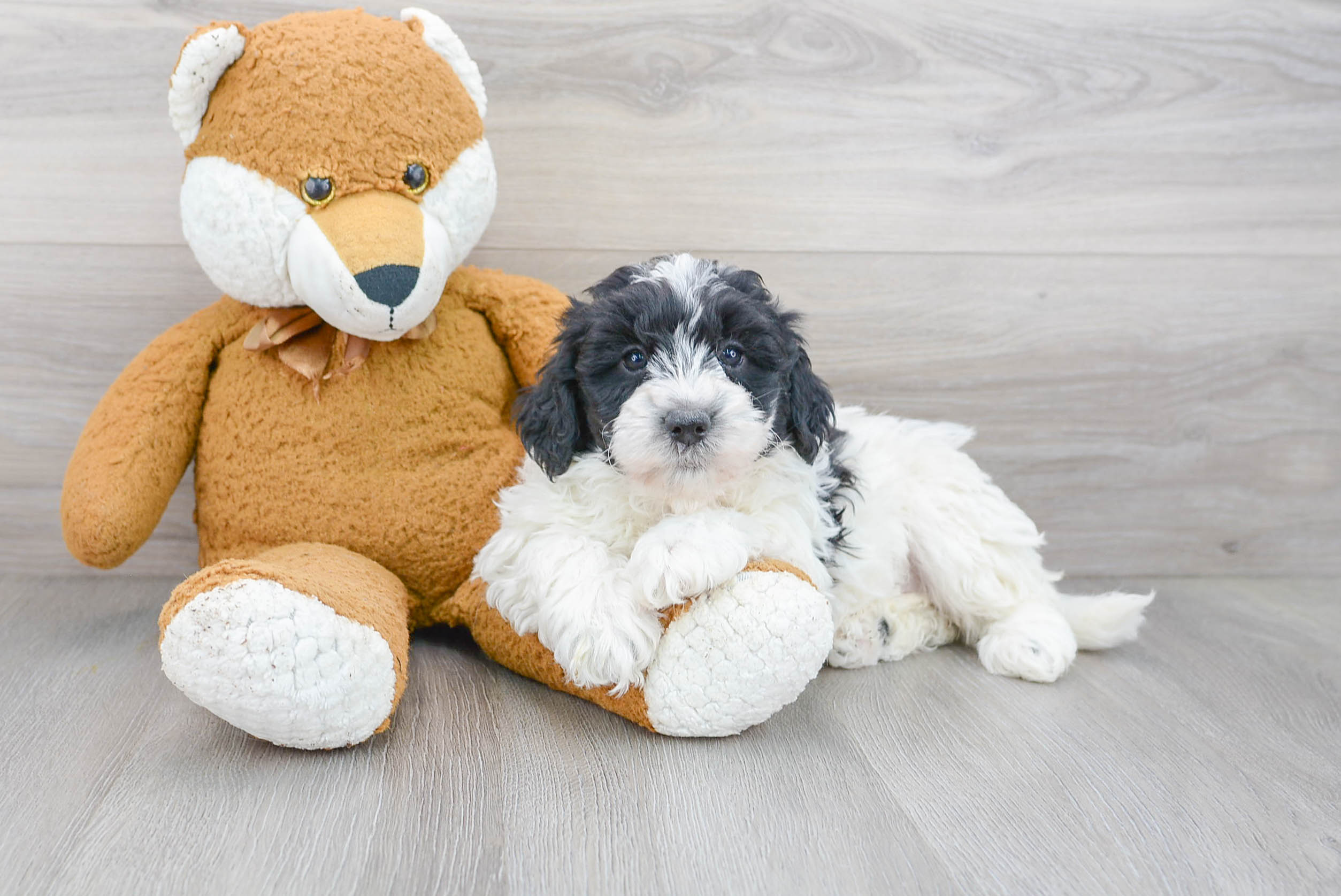Mini Bernedoodle Pup Being Cute