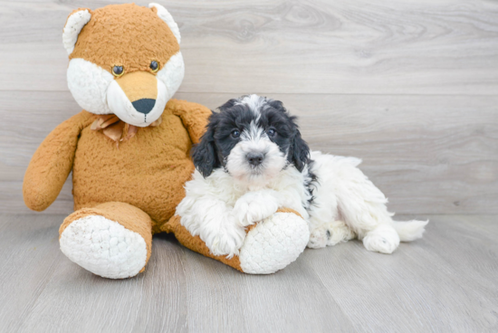 Mini Bernedoodle Pup Being Cute