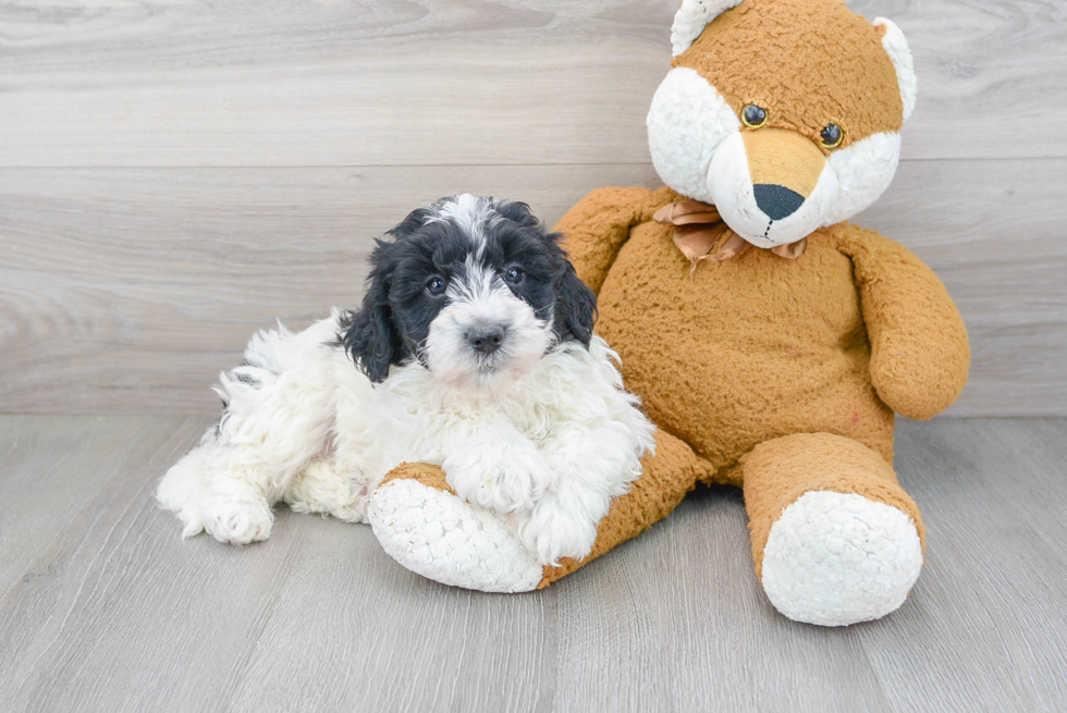 Happy Mini Bernedoodle Baby