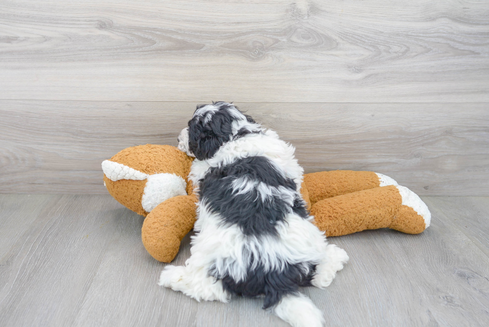 Mini Bernedoodle Pup Being Cute