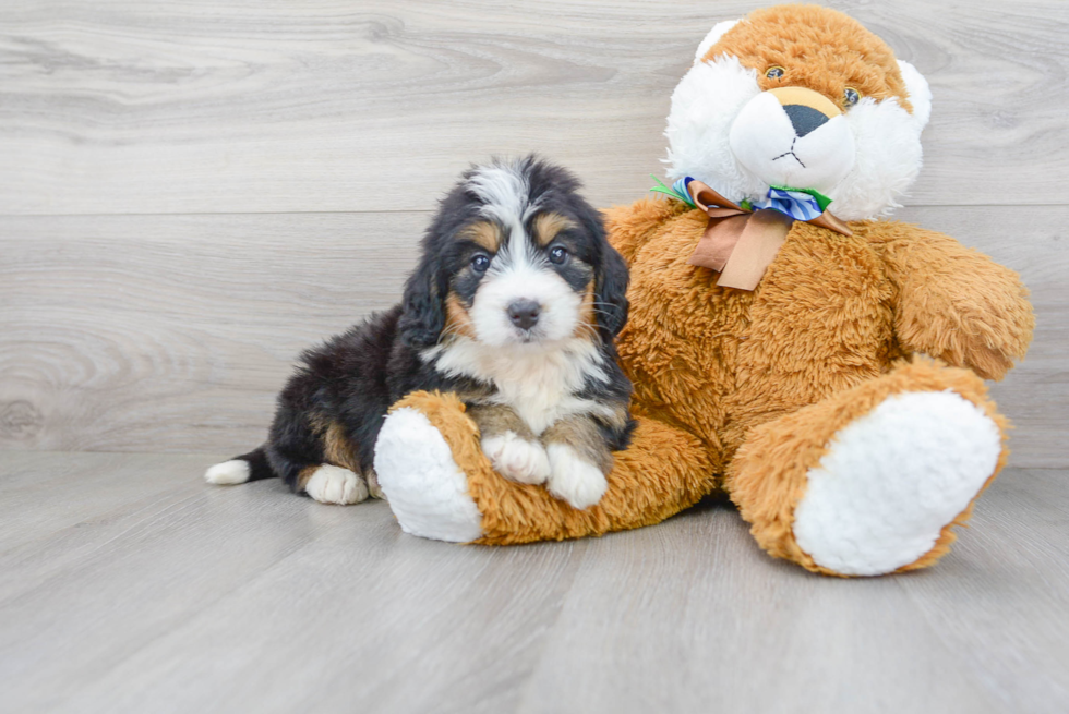 Mini Bernedoodle Puppy for Adoption