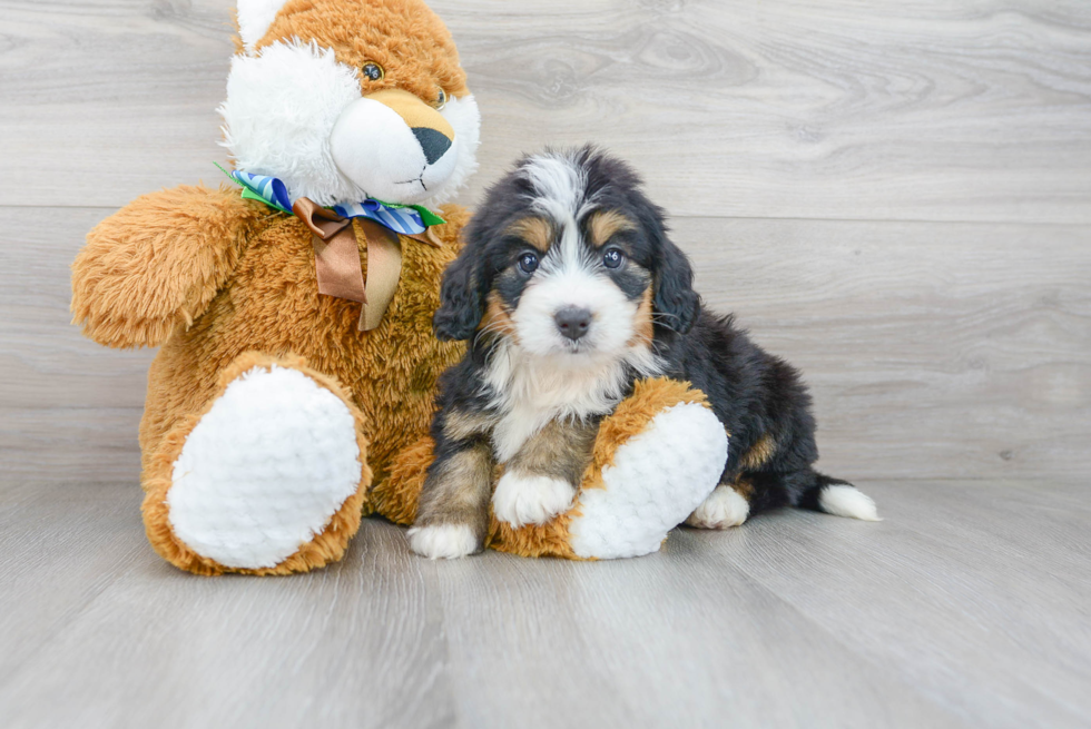 Mini Bernedoodle Pup Being Cute