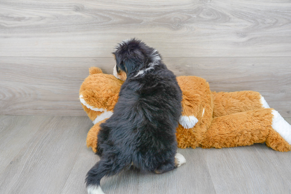 Mini Bernedoodle Pup Being Cute