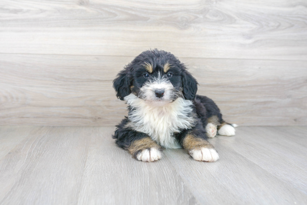 Little Bernadoodle Poodle Mix Puppy