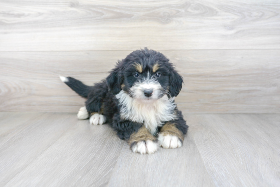 Happy Mini Bernedoodle Baby