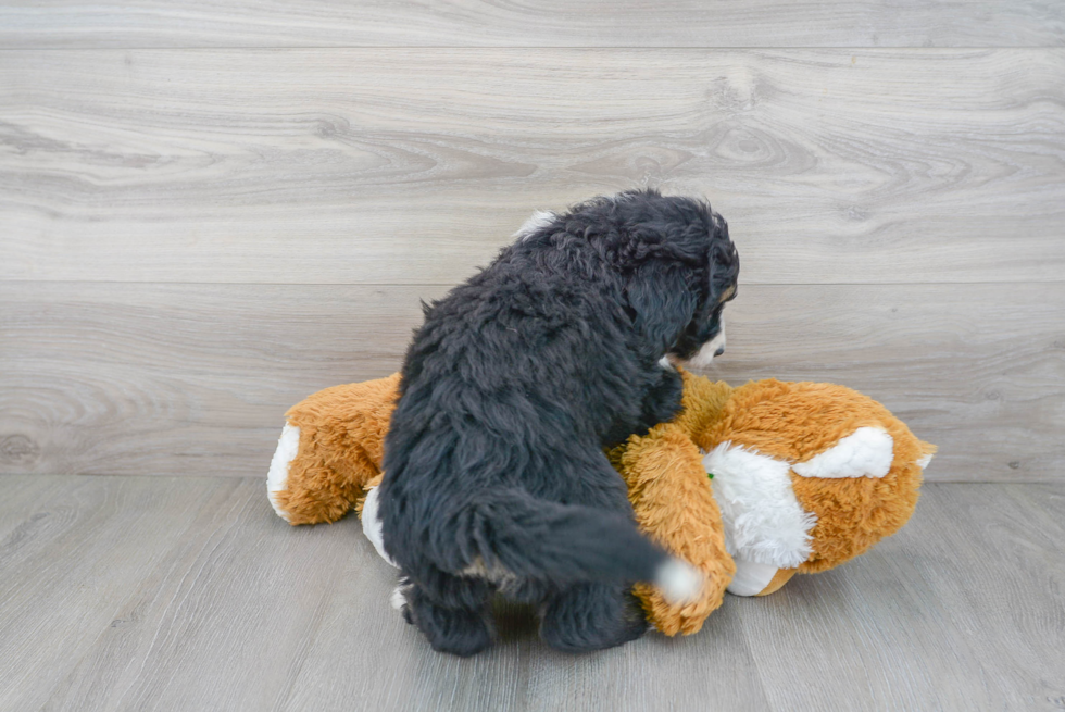 Happy Mini Bernedoodle Baby