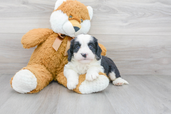 Hypoallergenic Bernadoodle Poodle Mix Puppy