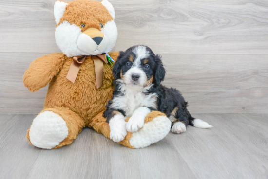 Mini Bernedoodle Puppy for Adoption