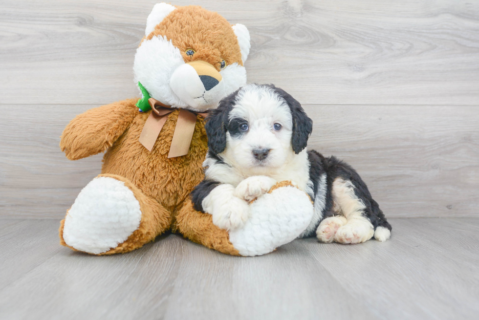 Best Mini Bernedoodle Baby